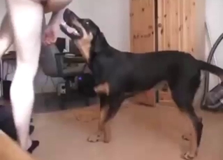 Awesome doggystyle for a long-haired twink