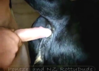 Dude puts his dick in a black dog's tight butthole