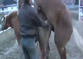 Horse porn scene with a big brown stallion