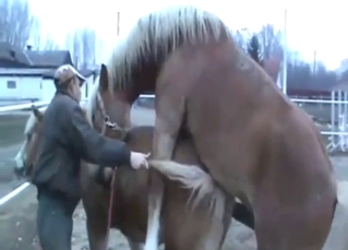 Horse porn scene with a big brown stallion