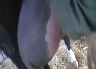 Balls of the bull are so sensitive, so sexy