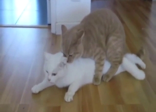 Cat-on-cat fuck scene with loud, lustful meowing