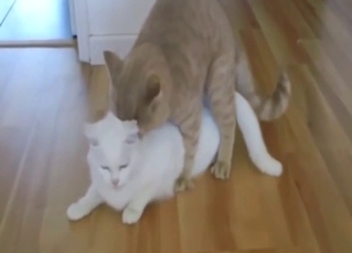 Cat-on-cat fuck scene with loud, lustful meowing