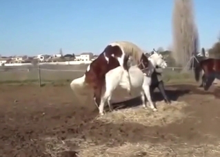 Mare with a big white ass gets fucked from behind