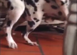 Dalmatian mating session with doggystyle