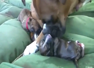 Pitbull birthing video with some fucked-up moments