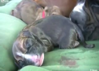 Pitbull birthing video with some fucked-up moments
