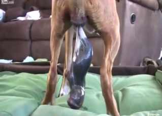 Pitbull birthing video with some fucked-up moments