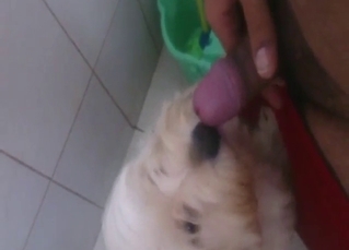 Dude gets his dick sucked by a slutty white dog