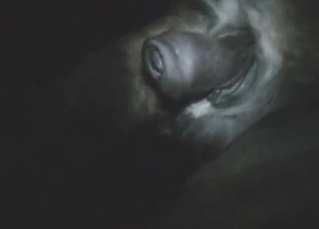 Horse with big balls is happy to get pleased