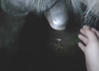 Horse with big balls is happy to get pleased