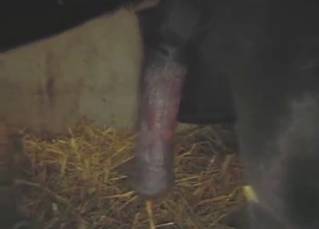 Bestiality porn with a pony that gets to mate