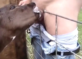 Bestiality porn with a calf-crushing blowjob sesh