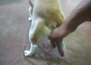 Bestiality porn shows two dogs fucking real hard