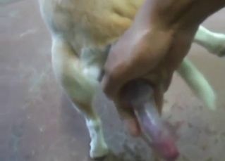 Bestiality porn shows two dogs fucking real hard