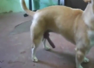 Bestiality porn shows two dogs fucking real hard