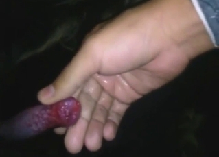 Zoophile plays with his dog's throbbing penis