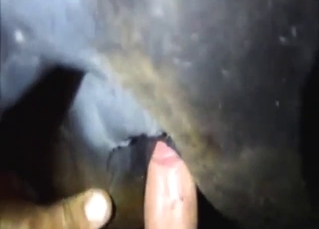 Zoo sex scene with a mare taking his penis