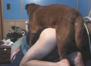 Zoo XXX shows a guy moaning under a brown dog