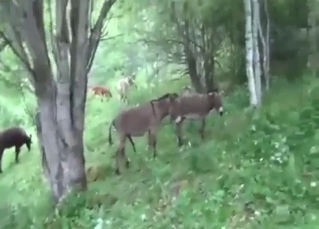 Zoo porn with donkeys showing off those bodies