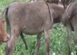 Zoo porn with donkeys showing off those bodies