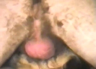 Zoo sex with a hairy guy fucking a sexy beast