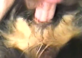 Zoo sex with a hairy guy fucking a sexy beast