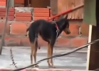 Zoophile porn showing a sexy animal flaunting it