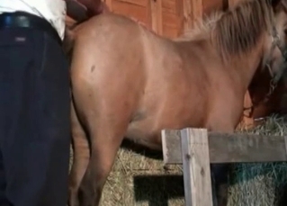 Male zoophile fucks his lovely horse from behind
