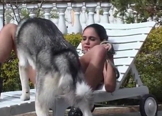 Trained Husky licks a sexy juicy cunt