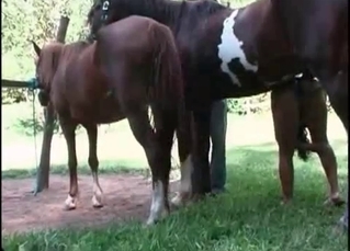 Farm girl gets impaled by big stallion