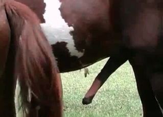 Dark-haired chick likes nasty bestiality sex with a stallion