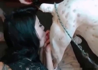 Dark-haired chick gives a blowjob for a dog