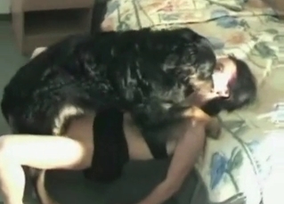 Good black doggy impaled a hot female