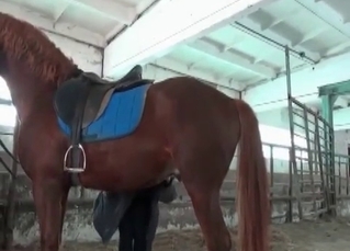 Jockey prepares horse for bestiality action
