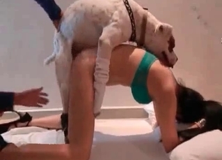 White doggy nicely drills a hot black haired chick
