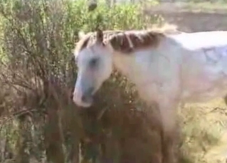 Two horses enjoying brutal fucking