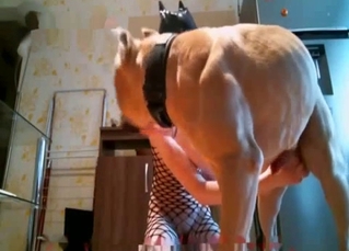 Masked amateur in fishnet and two dogs