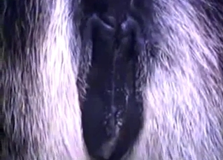 Close-up shots of a divine horse pussy