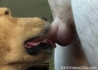 Animal Bf Sexy Movie - Animal Porn XXX Sex Movies - Really huge collection of smashing animal porn  shows caught on cam